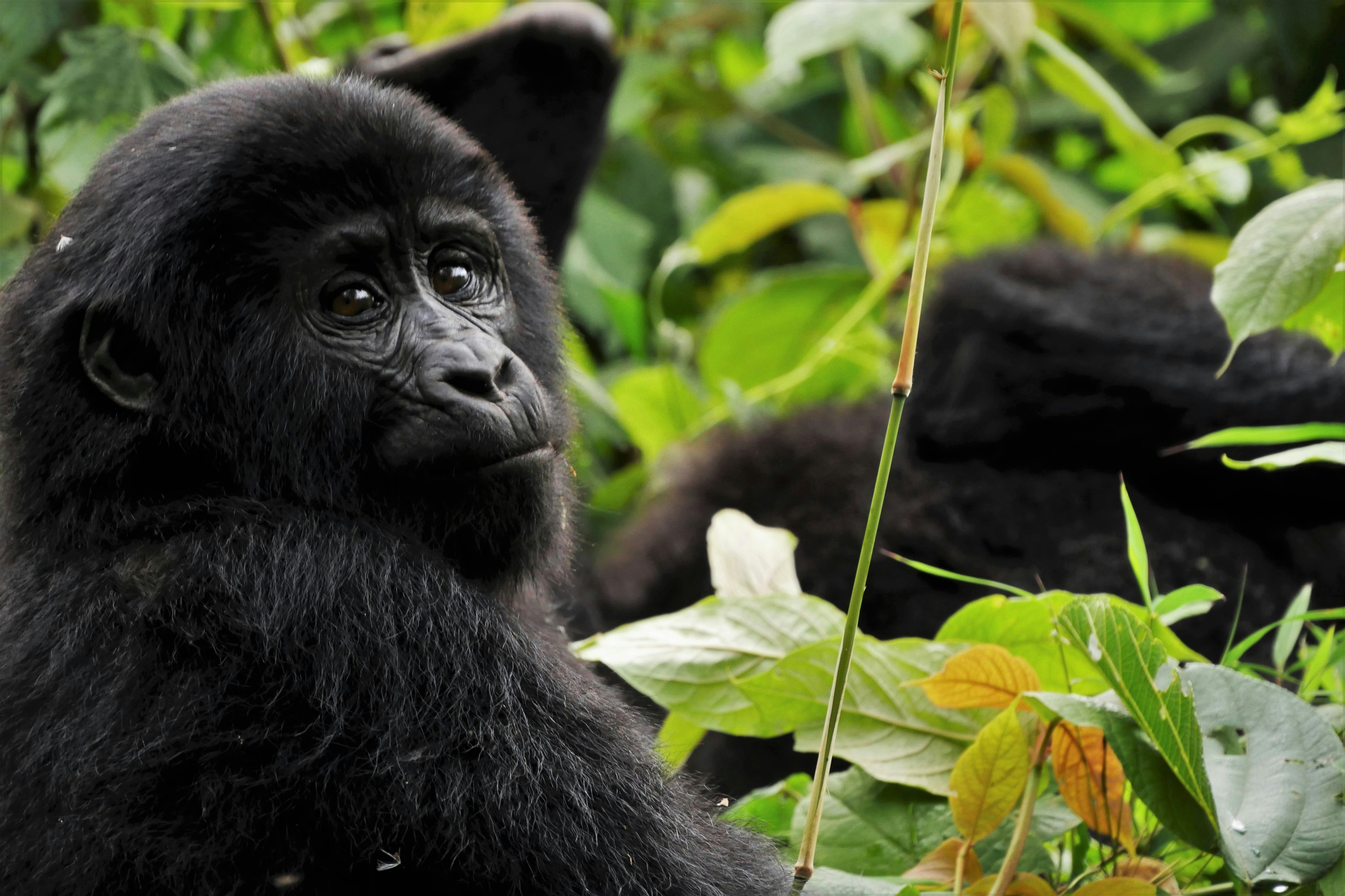 Rwanda Gorilla Experience